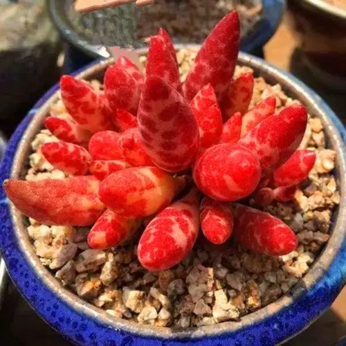 ÷��¹ˮ�� ��ɫ